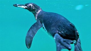 Swimmer meets curious Galapagos penguin close up
