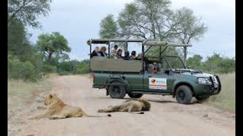 Kruger National Park and Road Trip into The Wild
