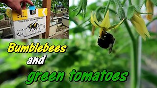 Hydroponic Farming | Bumble Bees and Baby Green Tomatoes in the Greenhouse! Wishwell Farms vlog 7