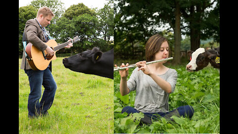 Animals rush to listen to accordion music