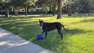 Funny Great Danes Get Sidetracked On Their Way To Deliver Cat Treats