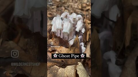 👻 Ghost pipe is not a mushroom. #natureshorts #outdoors #naturelovers #explore #mushroom #hiking