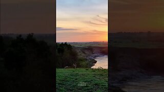 Sun Rising Over Lionesses #shorts | #ShortsAfrica