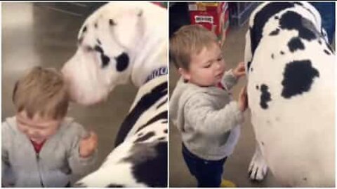 Huge dog and small child make friends