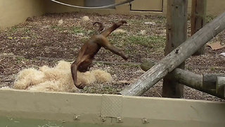 Baby orangutan jumps onto self-made crash mat