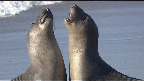 The Ark and The two Seals