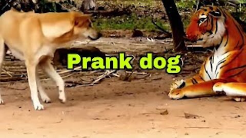 Prank dog & Fake Tiger Vs Dog Prank Video Funny | RoSeak Zin Ep0002