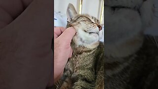 another cat video