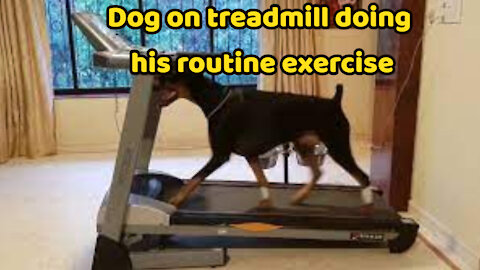 Dog on treadmill doing his routine exercise