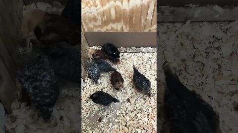 Chick in incubator hides under bigger chicks
