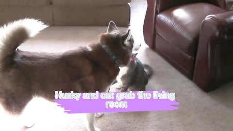 cat and dog fight