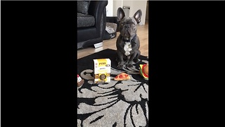 Jude the French Bulldog picks out his breakfast