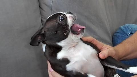 Bizarre Boston Terrier makes alien noises during playtime