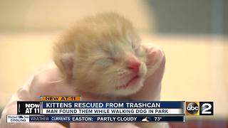 Kittens rescued from trashcan in Harford County