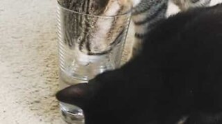 Deux chats tentent de boire au verre