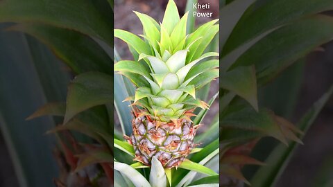 Follow these steps to prepare 2 kg of pineapple | 2 किलो का अनानास तैयार करने के लिए Kheti Power