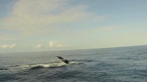 Paddleboarding With A Humpback Whale