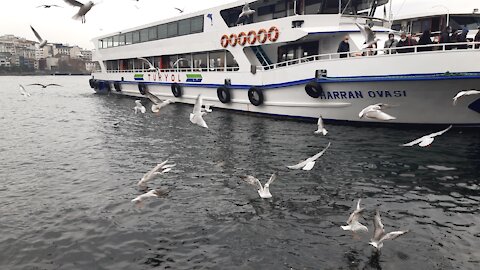 Beautiful gulls