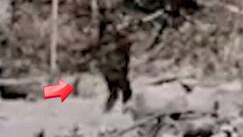 Urban legend of Bigfoot seen walking [Conspiracy]