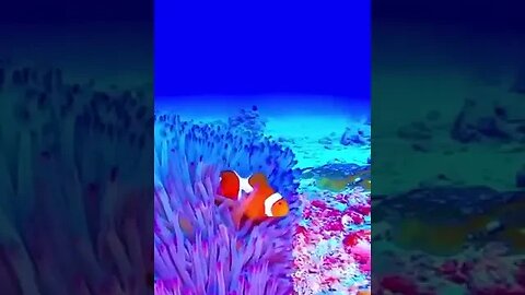 Clownfish are actually one of the more aggressive fish of their size.
