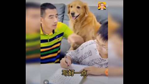 Funny dog-The smart dog punishes the annoying man
