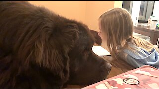 Newfoundland adorably waits for his best friend to finish homework