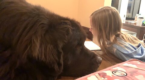 Newfoundland adorably waits for his best friend to finish homework