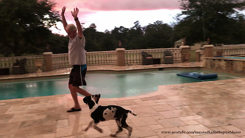 Teaching a Great Dane Puppy to Enjoy a Florida Thunderstorm
