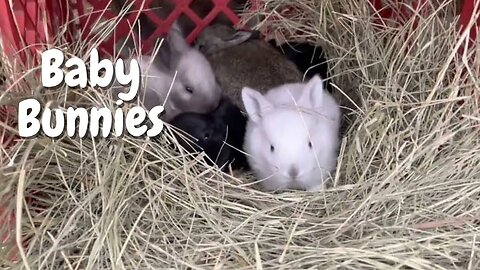 Baby Bunnies | Sovereign Provisions Homestead