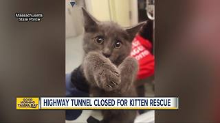 Kitten rescued after Massachusetts state troopers close down busy highway tunnel in Boston