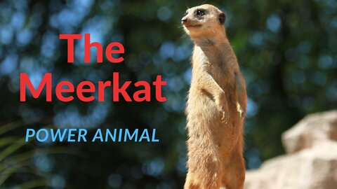 The Meerkat Power Animal