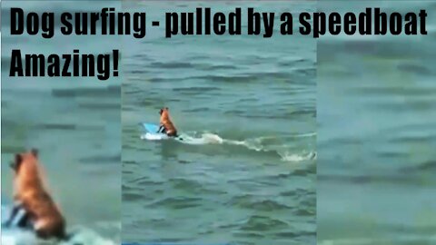 Dog surfing - pulled by a speedboat - Amazing!
