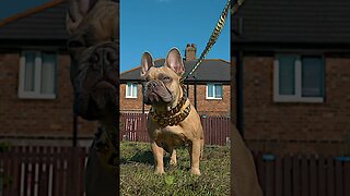 FRENCH BULLDOG READY FOR BREEDING LIVERPOOL UNITED KINGDOM 4 @ant_shotit @alpha_dog_co LUMIX GH6