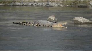Crocodilo vive há dois anos com pneu preso no corpo