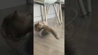 Funny cat #shorts #youtubeshorts #cat #animals #viralshorts #kitten