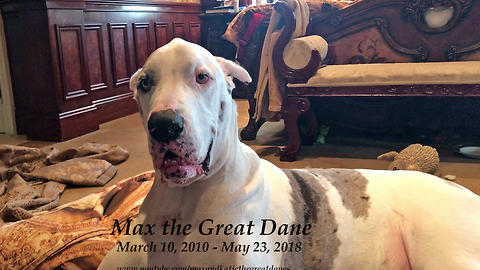 Goodbye Max the Great Dane ~ Forever In Our Hearts ~ RIP