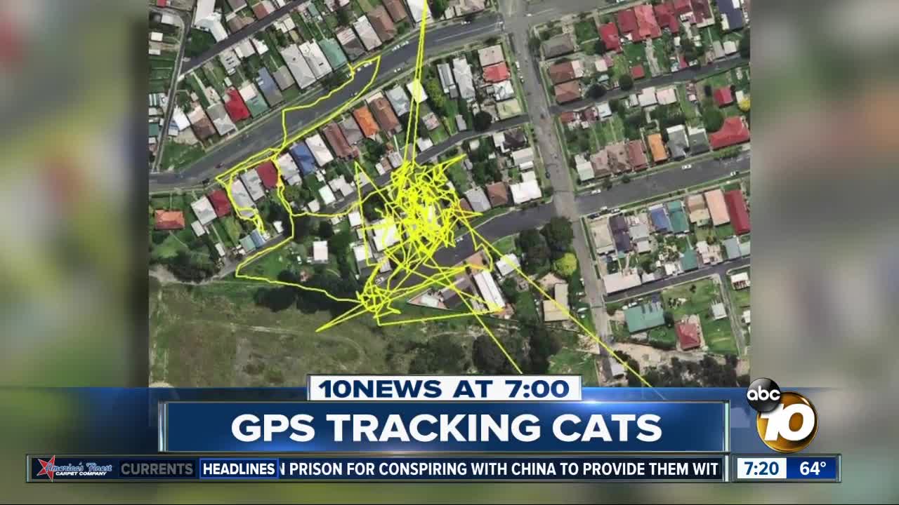 GPS trackers reveal cats roaming at night