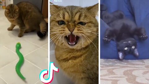 Funny & Cute Cats Compilation (TikTok)