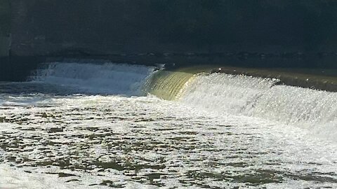 Great White Egret fishing success