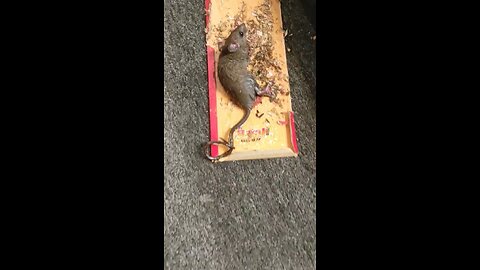 Rat got caught