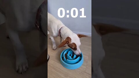 Seu cachorro come muito rápido? Veja como resolver #shots