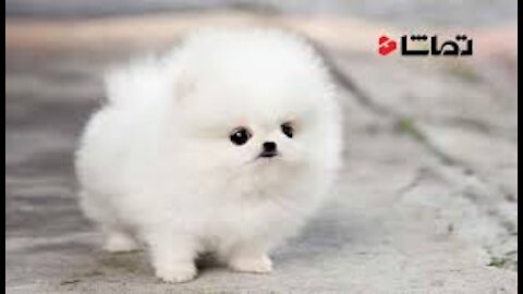 The most beautiful dogsخوش گل ترین سگ هاСамые красивые собакиاجمل الكلاب