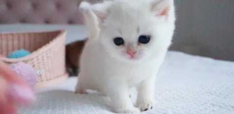 British Shorthair kitten named Kokos, 1 month old 🥰.