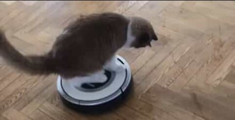 Gato passeia pela casa em cima de um Roomba