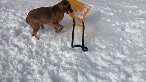"Dog Steals Snow Shovel"