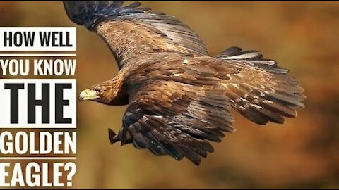 Explore the Description Characteristics and Facts Golden Eagle