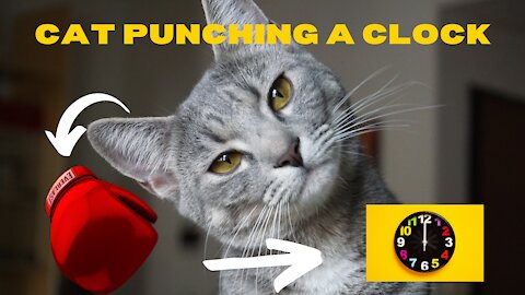 FUNNY CAT SMASHING THE WALL CLOCK LIKE A PRO BOXER