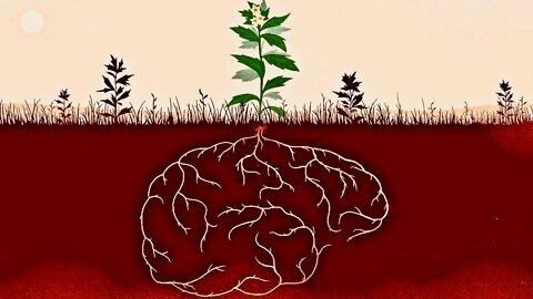 Plants Have Memory - Proven By Researchers
