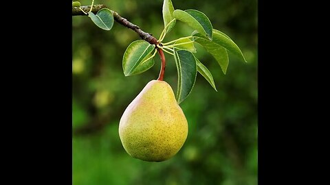 Spring Pear Tree Pruning