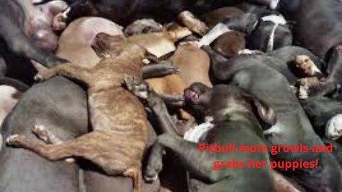 Pit Bull Mommy Growls and Snaps at Her Pups!